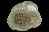 Spiny Selenopeltis Trilobite - Erfoud, Morocco #130541-1